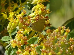 Allosmaitia strophius