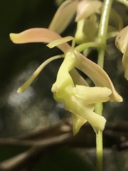 Epidendrum excisum