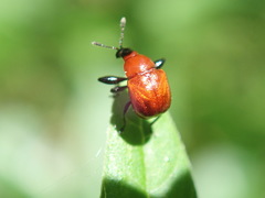 Synolabus nigripes