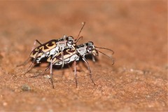 Ellipsoptera cuprascens