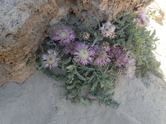Centaurea pumilio