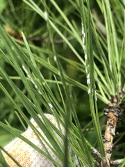 Chionaspis pinifoliae