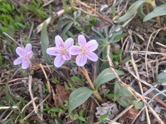 Claytonia