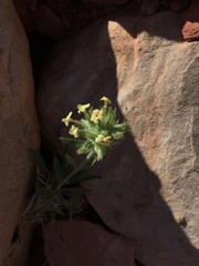 Oreocarya confertiflora