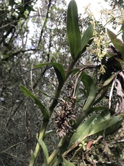 Epidendrum excisum