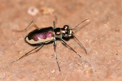 Eunota circumpicta