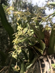 Epidendrum excisum