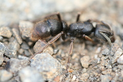 Pseudoneoponera