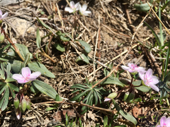 Claytonia