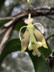 Epidendrum excisum