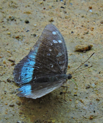 Tanaecia whiteheadi