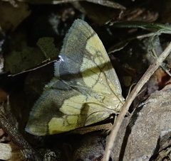 Evergestis limbata