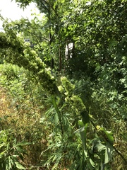 Rumex cristatus