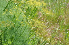 Lomatium klickitatense