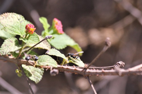 Pachodynerus peruensis