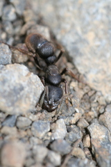 Pseudoneoponera