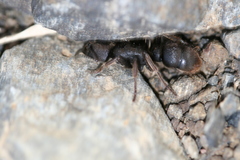 Pseudoneoponera