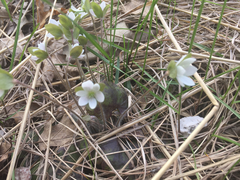 Hepatica