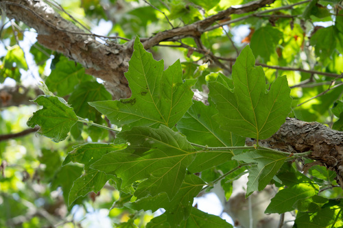 iNaturalist observation photo of London Plane