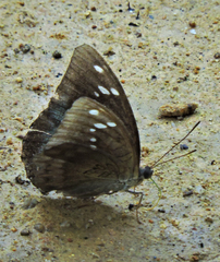 Tanaecia whiteheadi