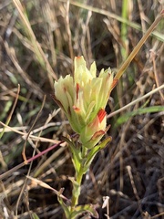Castilleja affinis neglecta