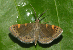 Aplogompha