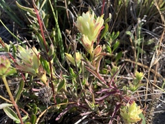 Castilleja affinis neglecta