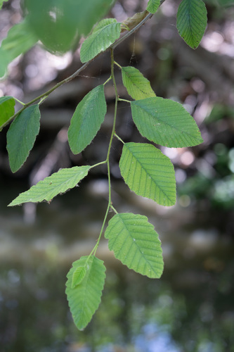 iNaturalist observation photo of white alder