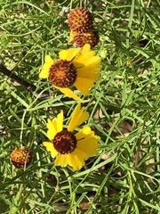 Helenium amarum