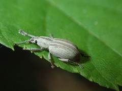 Aphrastus taeniatus