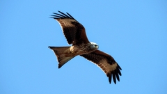 Milvus milvus