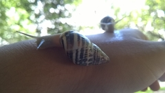 Drymaeus poecilus