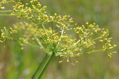 Lomatium klickitatense