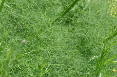 Lomatium klickitatense