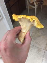 Cantharellus cascadensis