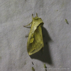 Bellura densa