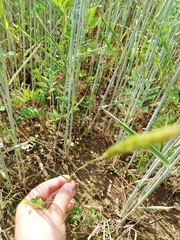 Alopecurus myosuroides