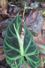 Philodendron verrucosum