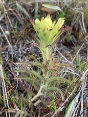 Castilleja affinis neglecta