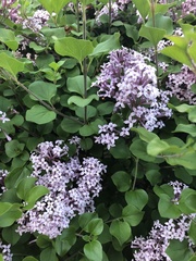 Syringa reticulata