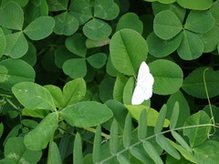 Scopula quadrilineata