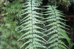 Asplenium dissectum