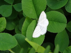 Scopula quadrilineata
