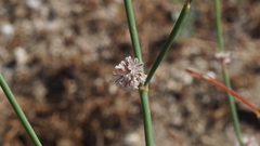 Eriogonum molestum