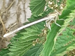 Platycnemis