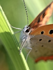 Lycaena phlaeas daimio