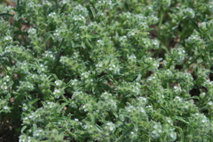 Cryptantha minima