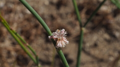 Eriogonum molestum