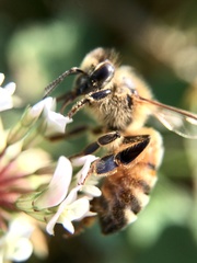 Apis mellifera