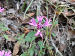 Clarkia concinna